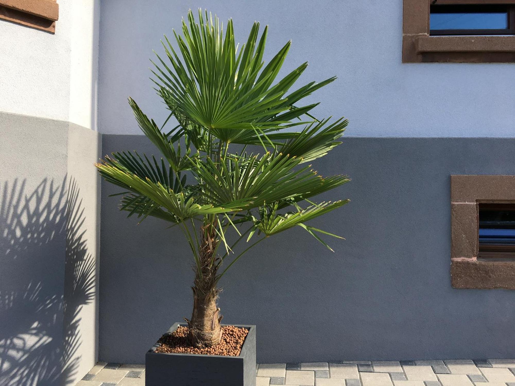Apartamento Les Magnolias En Alsace - Meuble De Tourisme 3 Etoiles Barembach Exterior foto