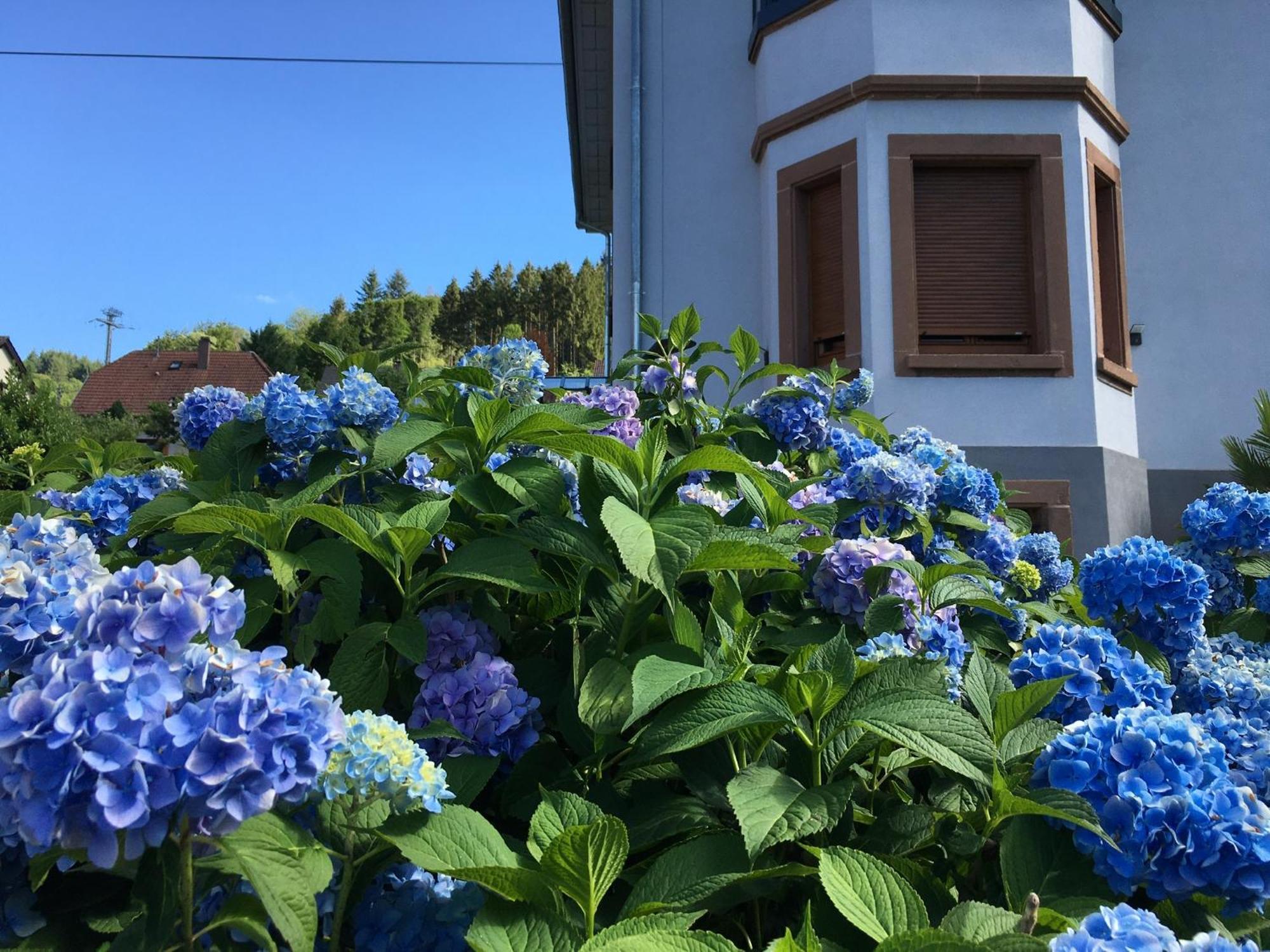 Apartamento Les Magnolias En Alsace - Meuble De Tourisme 3 Etoiles Barembach Exterior foto