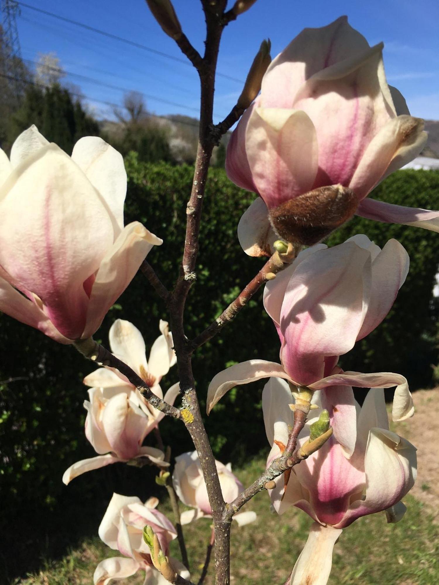 Apartamento Les Magnolias En Alsace - Meuble De Tourisme 3 Etoiles Barembach Exterior foto